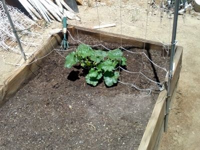 Cantaloupe photo IMG_20140605_125737.jpg